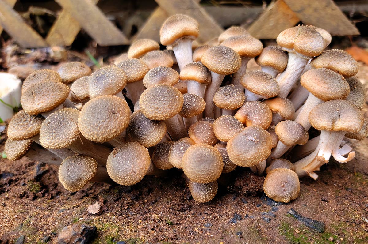 ringless honey mushroom