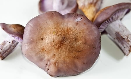 blewit cap starting to turn tan