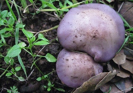 blewit in grass closeup