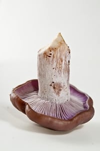 blewit mushroom upturned to show gills and stalk