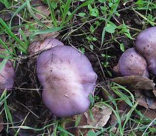 blewits in grass