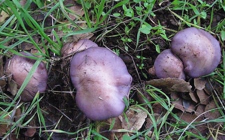 blewits in grass