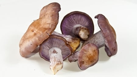 group of blewits
