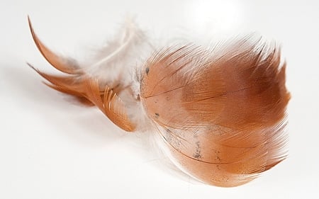 Northern shoveler feathers