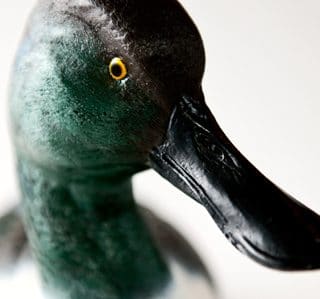 A close up of a duck