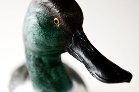 A close up of a duck