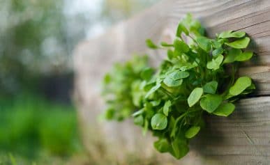 Miner's lettuce growing in my garden.