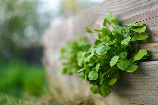 Miner\'s lettuce growing in my garden. 