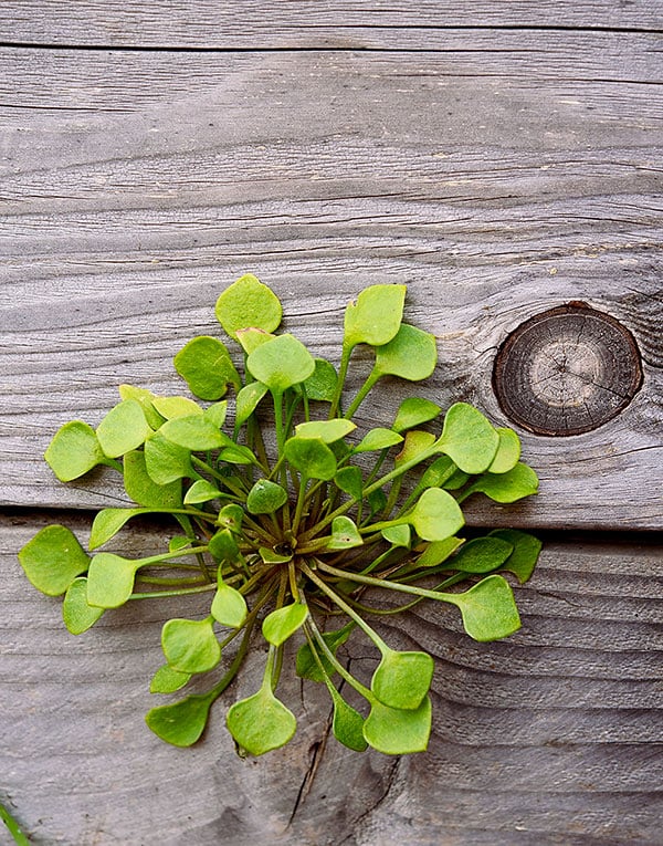 Miner's Lettuce - How to Identify, Gather and Eat Miner's Lettuce