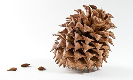 gray pine pinecone