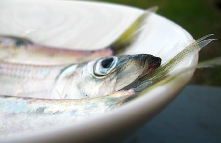 A little bowl of Pacific herring. 