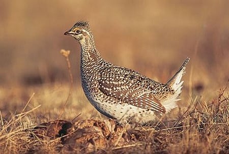 A sharp-tailed grouse in the field.