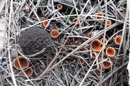 morel with cup fungus