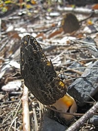 California burn morels