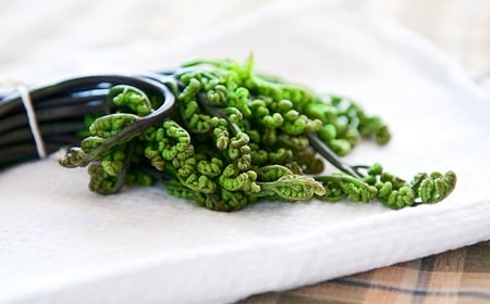 blanched bracken fern