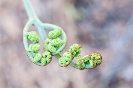 bracken fern fiddlehead