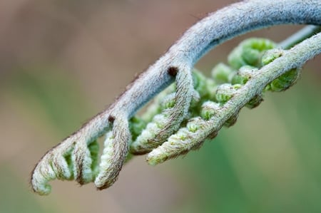 Close up of a bracken fern