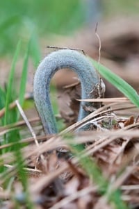 A very young bracken fern 
