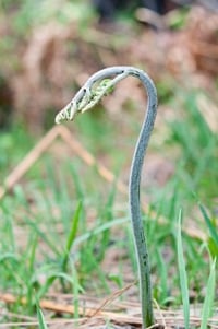 bracken fern fiddlehead