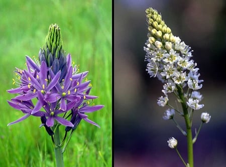 blue camas flowers on left, death camas flowers on right