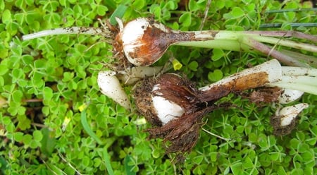 Dichelostemma pulchellum bulbs