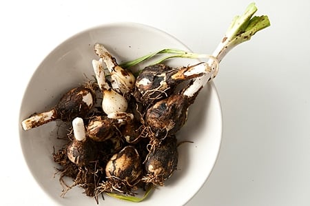 bowl of camas bulbs