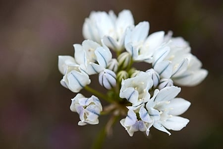 white brodiaea flowers