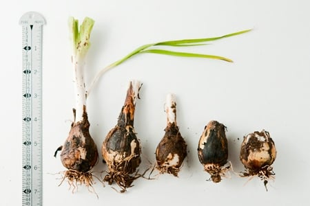 An array of blue camas bulbs 