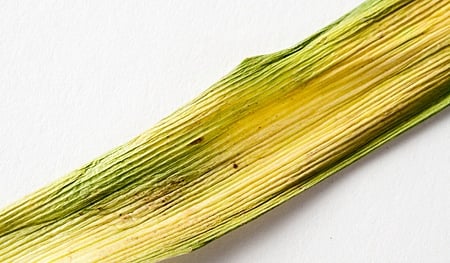 blue camas leaf detail