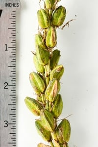 camas seed pods in detail