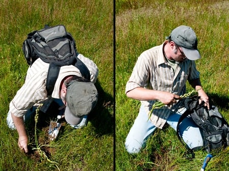 Hank Shaw digging blue camas bulbs