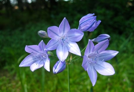 ithuriel's spear flowers