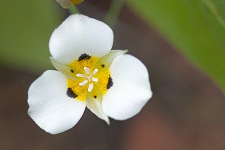 mariposa lily detail