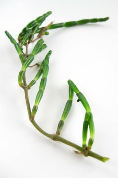 Sea beans on the stem, detail