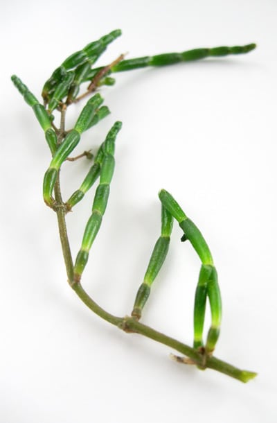 Sea beans on the stem, detail