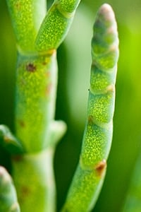 sea bean closeup salicornia maritima