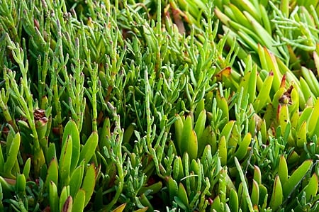 sea beans and ice plant