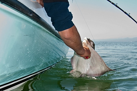 Releasing a bat ray