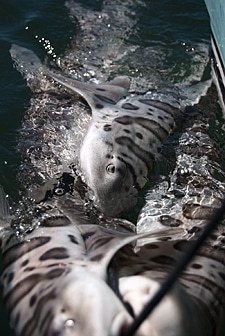 Leopard sharks on a stringer. 