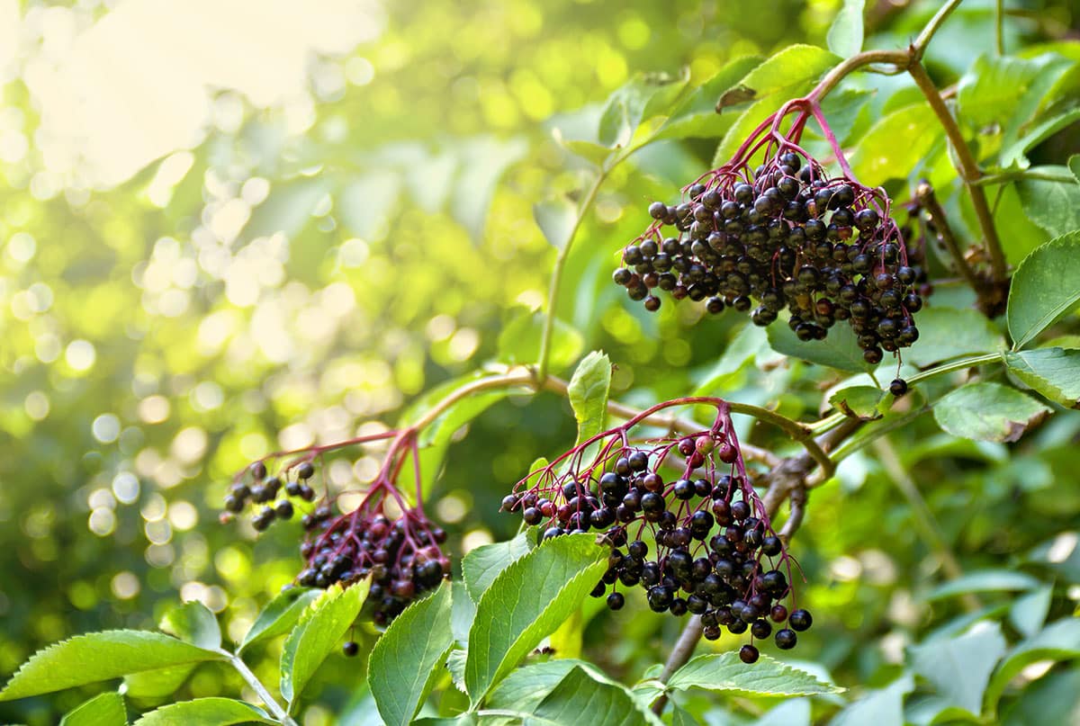 Ripe elderberries on the bush.