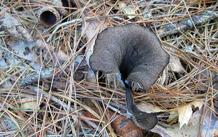 black trumpet mushrooms