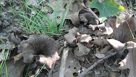 Lots of black trumpet mushrooms