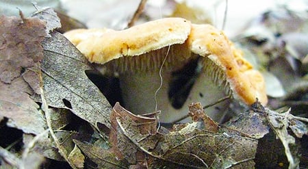 dentinum repandum mushrooms