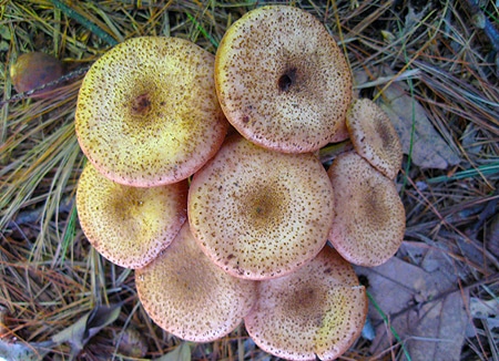 A cluster of suillus mushrooms