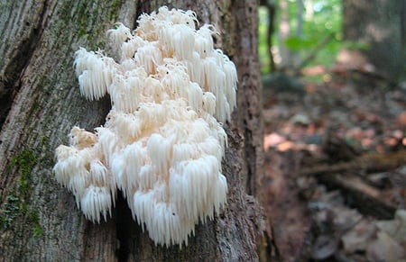 Hericium erinaceus, lion's mane