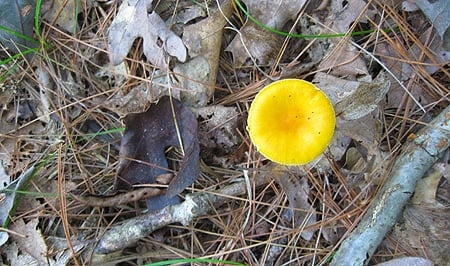 An unknown yellow mushroom