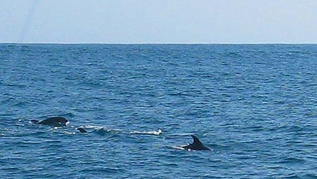 Pilot whales swimming. 