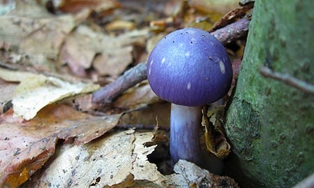 A purple cortinarius