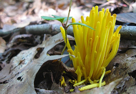 Yellow club fungus