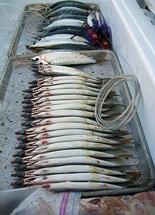 A row of ballyhoo baits for tuna. 